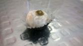 Brigadeiro Gourmet Maracujá