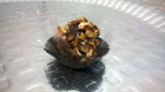 Brigadeiro Gourmet Supremo de Nozes