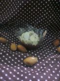 Brigadeiro Gourmet Delícia de Amêndoas